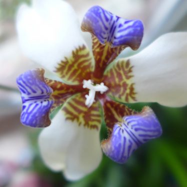 “Wie wunderbar die Schönheit, ist sie eine Orchidee!” (Unbekannt)