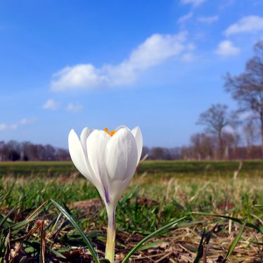 “Was eine Blume braucht, ist die Kraft des Stengels, der sie trägt, der sie in Wind und Wetter festhält und der sie der Sonne entgegenstreckt.” (Phil Bosmans, 1922 – 2012, belgischer Ordenspriester, Telefonseelsorger und Schriftsteller)