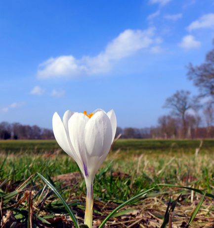 “Was eine Blume braucht, ist die Kraft des Stengels, der sie trägt, der sie in Wind und Wetter festhält und der sie der Sonne entgegenstreckt.” (Phil Bosmans, 1922 – 2012, belgischer Ordenspriester, Telefonseelsorger und Schriftsteller)