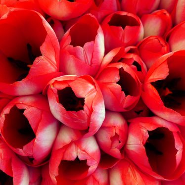 “Tulpen. Tulpen, geöffnet, den warmen Frühling atmend, lichtdurchflutet rot.” (Engelbert Schinkel, *1959, Fotograf und Aphoristiker)