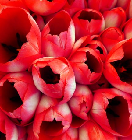 “Tulpen. Tulpen, geöffnet, den warmen Frühling atmend, lichtdurchflutet rot.” (Engelbert Schinkel, *1959, Fotograf und Aphoristiker)