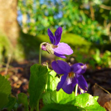 “Ein Veilchen in der Jugend der Natur, frühzeitig, nicht beständig – süß, nicht dauernd, nur Duft und Labsal eines Augenblicks.”  (William Shakespeare, 1564-1616, Jahrtausenddichter)