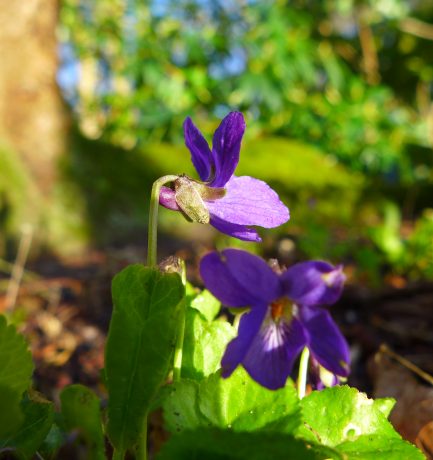 “Ein Veilchen in der Jugend der Natur, frühzeitig, nicht beständig – süß, nicht dauernd, nur Duft und Labsal eines Augenblicks.”  (William Shakespeare, 1564-1616, Jahrtausenddichter)