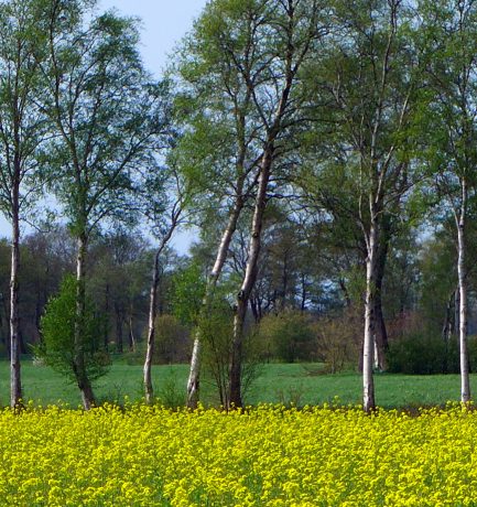 “Der Raupe wegen muss man den Baum nicht umlegen.” (Deutsches Sprichwort)