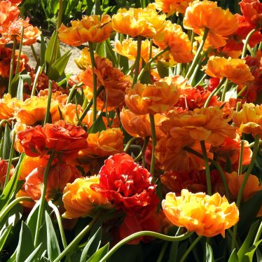 Het leven is een bloementuin, maar je moet zélf de bollen planten (Paulina Debastan – Gedenktafel; Tulpenpolder Anna Paulowna,  Noordholland)