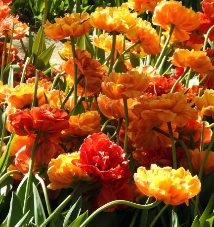 Het leven is een bloementuin, maar je moet zélf de bollen planten (Paulina Debastan – Gedenktafel; Tulpenpolder Anna Paulowna,  Noordholland)