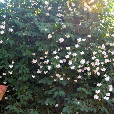 Jasmin ist ein Klettergehölz, das durch seine dekorativen weißen und duftenden Blüten auffällt. Die Pflanze ist weltweit verbreitet.