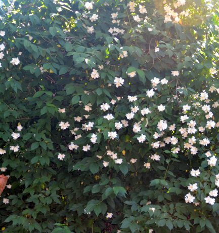 Jasmin ist ein Klettergehölz, das durch seine dekorativen weißen und duftenden Blüten auffällt. Die Pflanze ist weltweit verbreitet.