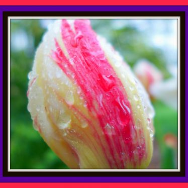 Hollanders kunnen ook tulpen met streepjes schilderen!