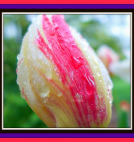 Hollanders kunnen ook tulpen met streepjes schilderen!