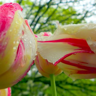 Tulpe, du geruchlose Freude! Alles an dir macht uns glücklicher und schöner!