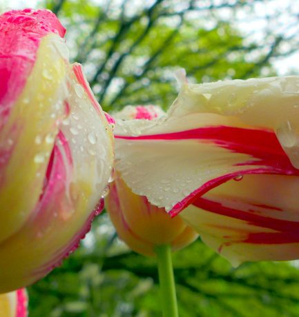 Tulpe, du geruchlose Freude! Alles an dir macht uns glücklicher und schöner!