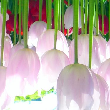 Tulpen auf dem Kopf muss man nicht interpretieren! Phantasieren muss man sie!