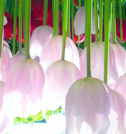 Tulpen auf dem Kopf muss man nicht interpretieren! Phantasieren muss man sie!