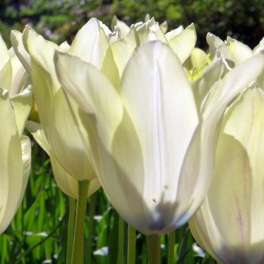 Frühling und Blüten: Was vergangen ist, kehrt wieder! Wir wissen immer mehr davon!