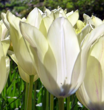 Frühling und Blüten: Was vergangen ist, kehrt wieder! Wir wissen immer mehr davon!