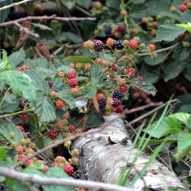 Rosen und Brombeeren haben Stacheln. Meine müssen noch wachsen!