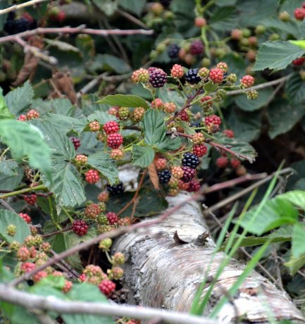 Rosen und Brombeeren haben Stacheln. Meine müssen noch wachsen!