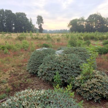 Moor bei früher Morgenstund!   ODER  Runder Rhododendron mit Spinnengewebe!