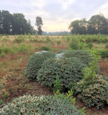 Moor bei früher Morgenstund!   ODER  Runder Rhododendron mit Spinnengewebe!