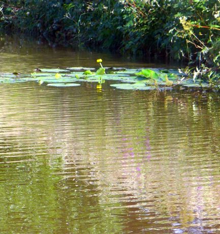 Seerose im Teich: Das Geheimnis des Lebens liegt im Finden von sich selbst!