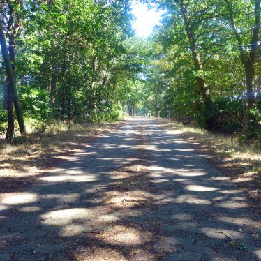 Ich fang für dich den Sommer ein: Die Sprossen auf der Straße, die Sprossen  im Gesicht!
