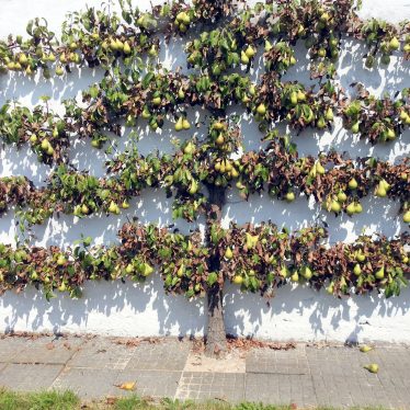 Zwei bekannte Sprichwörter: 1. Wie der Baum, so die Birne. Wie die Frau, so die Dirne. 2. Ist die Birne reif, fällt sie von selber vom Ast.