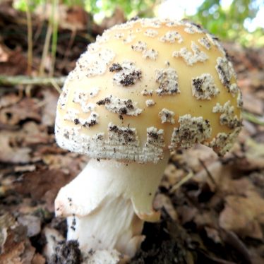 Aktuelles:  Pilze sehen schön aus. Besonders, sind sie giftig. Zahlenmäßig größer die genießbaren Eukaryoten. Alle sollten wir mit Respekt behandeln!