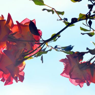 Die Rose stand im Herbst. Als die Sonne sie beschien, machten ihre Blütenblätter Seidenröschen.