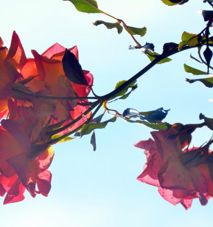 Die Rose stand im Herbst. Als die Sonne sie beschien, machten ihre Blütenblätter Seidenröschen.