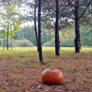 “Nur der Kürbis ist ein Kopf ohne Sorgen!” (Italienisches Sprichwort)  Von ihm werden fünf Arten kultiviert: Cucurbita argyrosperma, Feigenblatt-Kürbis, Riesen-Kürbis, Moschus-Kürbis und Garten-Kürbis.