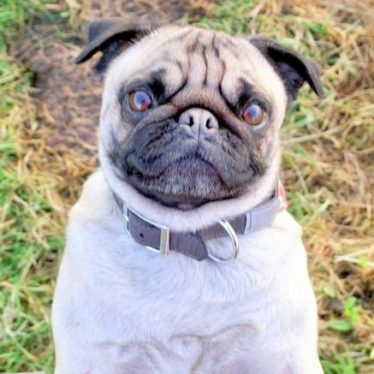 “Ein Leben ohne Mops ist möglich, aber sinnlos!”  Mit Komiker Loriot das ganze Jahr Welttiertag!