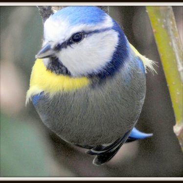 De afbeelding van een vogel is zeker geen vogel. Het laat alleen maar zien hoe een vogel er uitziet.