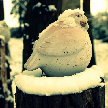Freier Vogel im Schnee