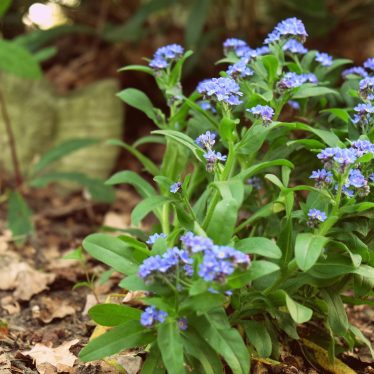 Vergiss-mein-nicht & Forget-me-not & Ne-m’oubliez-pas & Vergeet-me-nietje