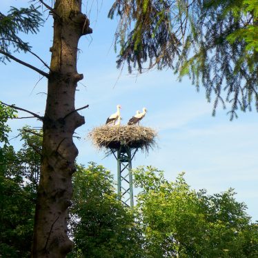 Störche können nur Storch!