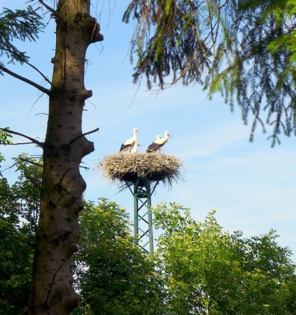 Störche können nur Storch!