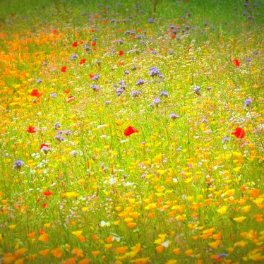 Wenn der Wind der Veränderung weht, bauen die einen Mauern und die anderen Windmühlen (Chinesisches Sprichwort). Unberührt davon die schöne Blumenwiese.