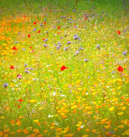 Wenn der Wind der Veränderung weht, bauen die einen Mauern und die anderen Windmühlen (Chinesisches Sprichwort). Unberührt davon die schöne Blumenwiese.
