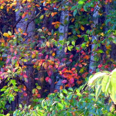 Das Endprodukt eines komplexen Denkvorgangs kann ein schönes Herbstbild sein.