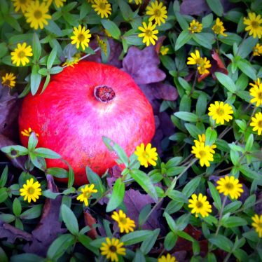 Vierter Advent: Apfel aus dem Paradies in Sommerblumen
