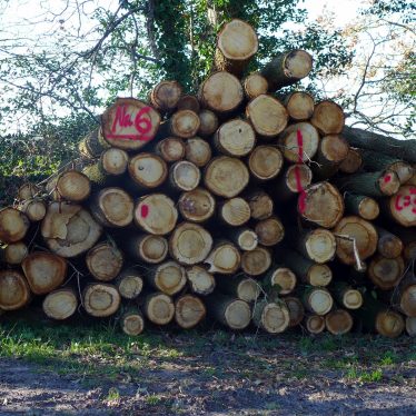 Holz = pflanzliches Gewebe = Teil der menschlichen Zivilisation = Teil der Kulturgeschichte