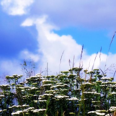 … vertrauen & stark sein & aufrecht stehn …