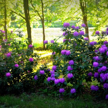 Manches sagt sich durch die Blume