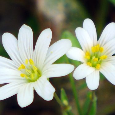 Kleine, weiße  Blümchen am Wegesrand