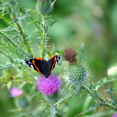 Abrakadabra * Schmetterling auf Distel * Abrakadabra