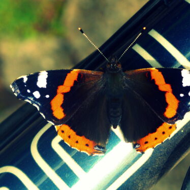 Die Raupe sagt: Es ist das Ende. Der Schmetterling sagt: Es ist der Anfang. (Autor unbekannt)