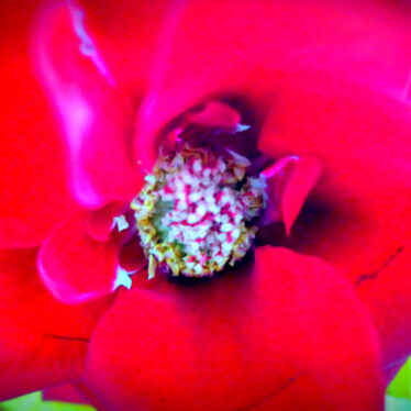 Sie schenken rote Rosen