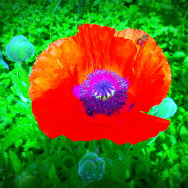 Roter Mohn, Bienen und Nina Hagen. Alles gut und schön!