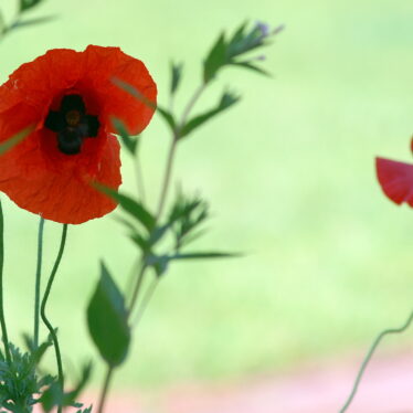 “Roter Mohn, warum welkst du denn schon?”